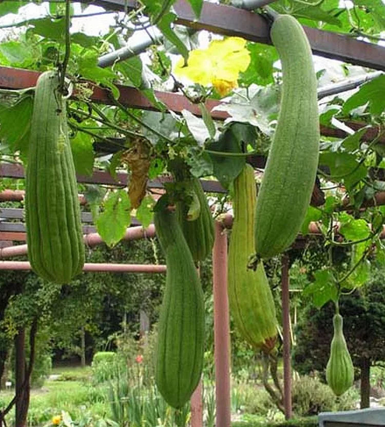 Vetőmag (luffa tök) (Rédei)