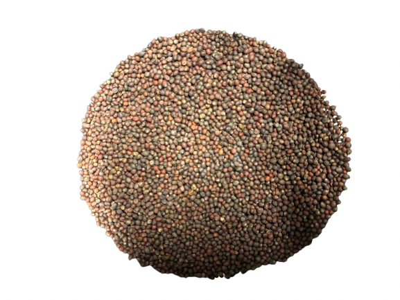 Karalábé csíráztatásra 200 g