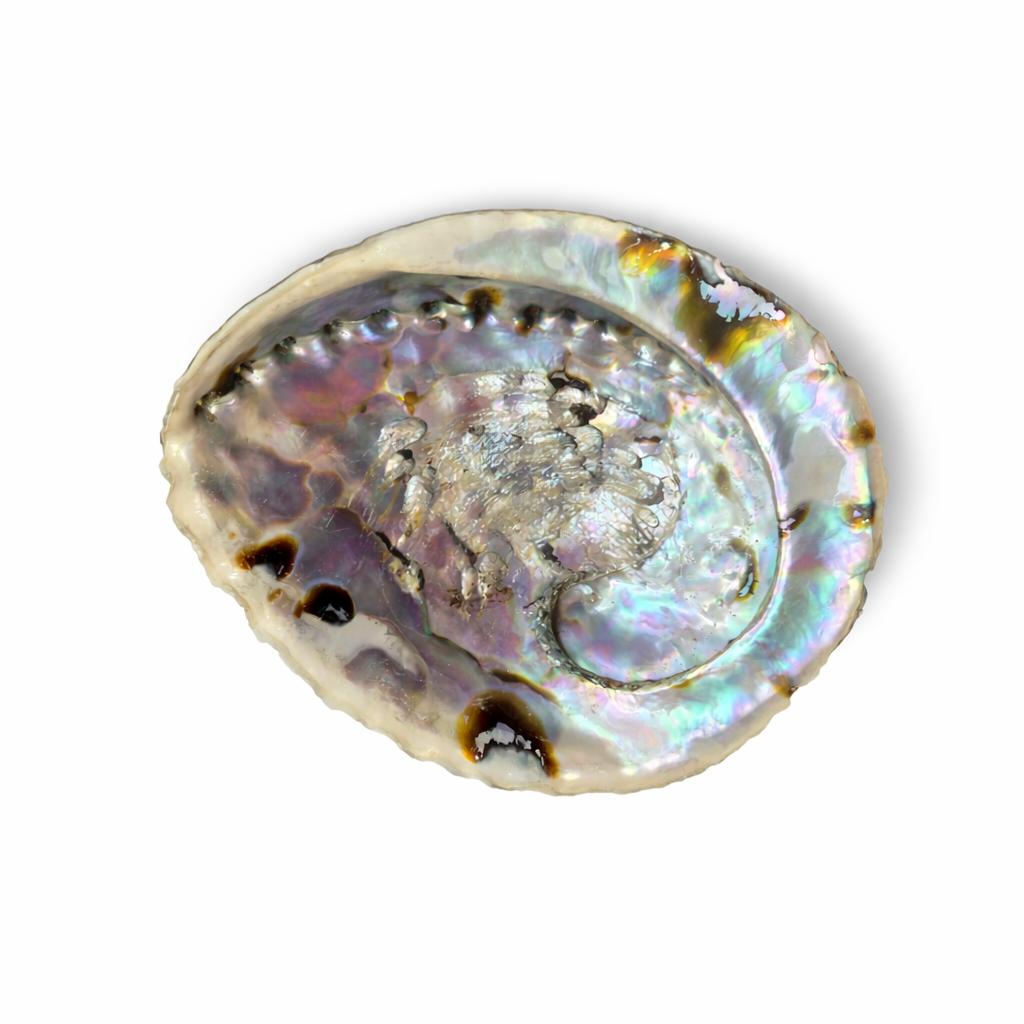 Abalone  kagyló kb. 12*10 cm