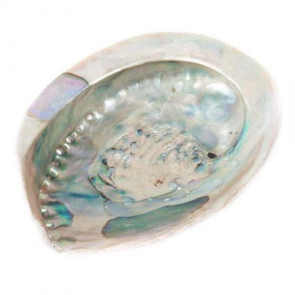 Abalone  kagyló kb. 12*10 cm