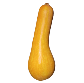 Sütőtök